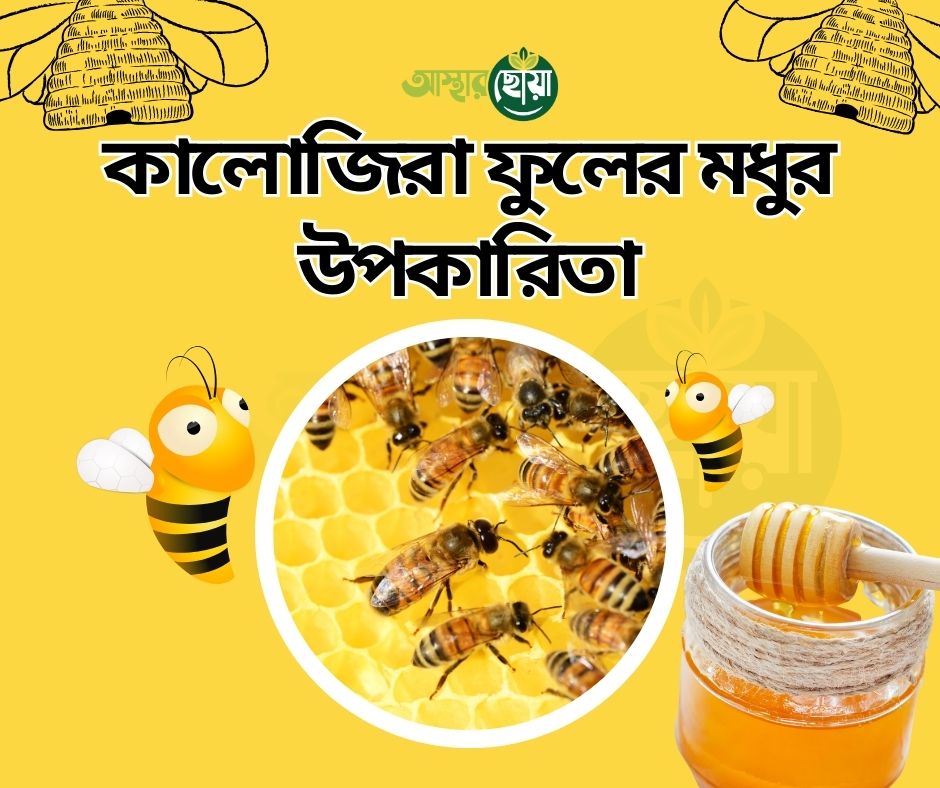Asthar Choya Black Seed Honey | কালোজিরা ফুলের মধু