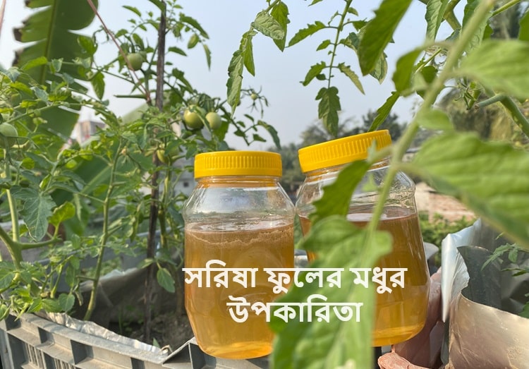 সরিষা ফুলের মধুর উপকারিতা