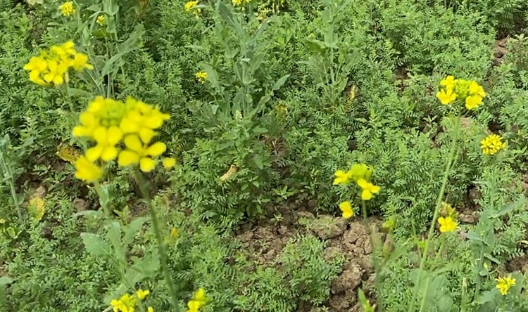 Mixed Honey - আস্থার ছোঁয়া মিক্সড ফুলের মধু